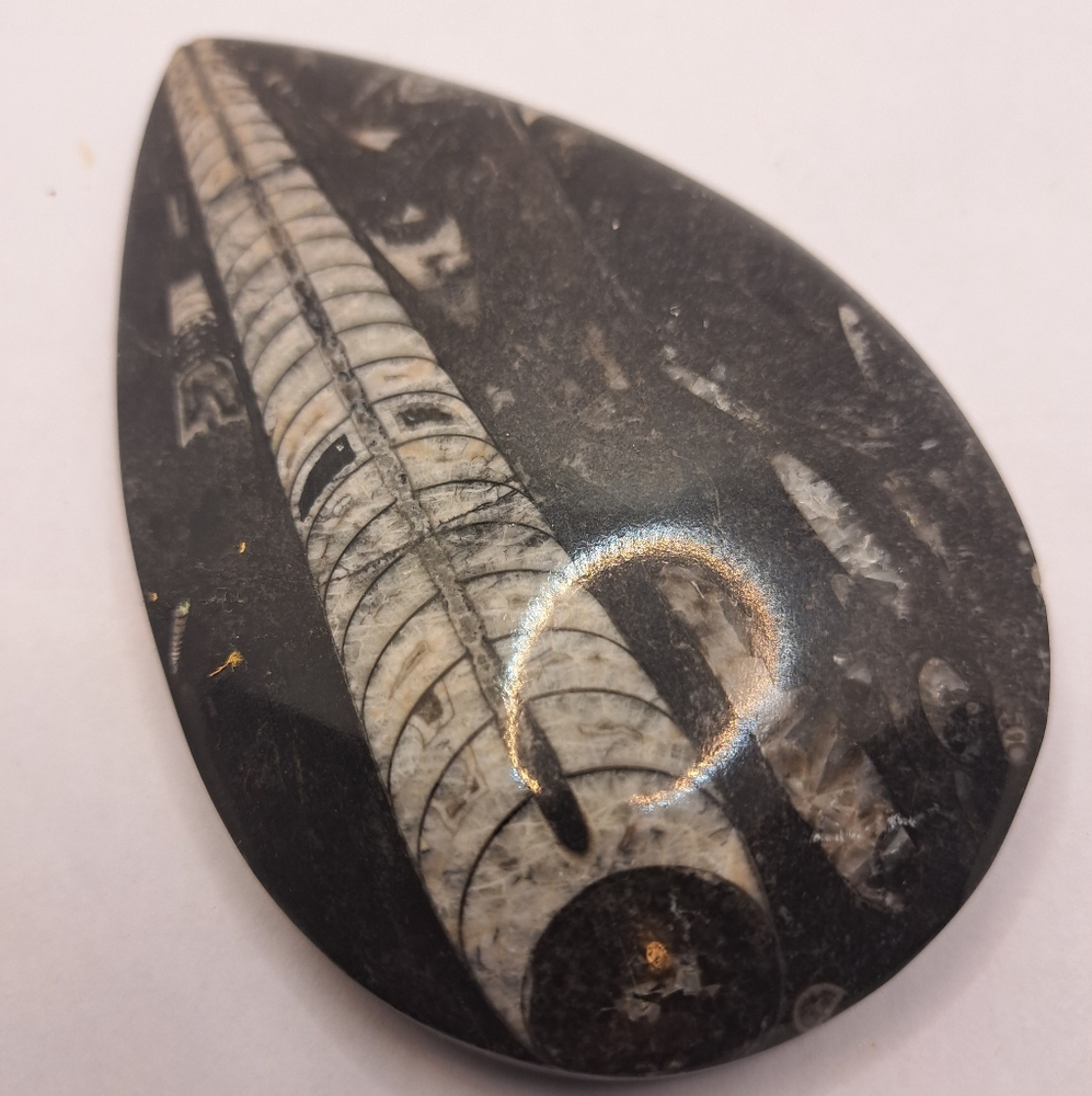 One Orthoceras Cephalopod Fossil Stone